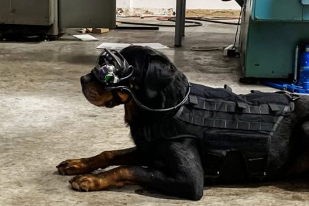 military dogs AR